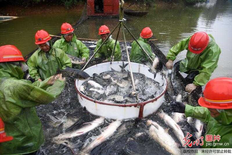 江西新余：仙女湖结束三个月的休渔期迎来开捕季