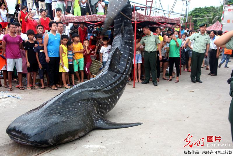 千斤鲸鲨海南搁浅死亡 群众报警保护鱼身