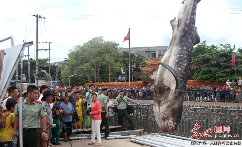 千斤鲸鲨海南搁浅死亡 群众报警保护鱼身