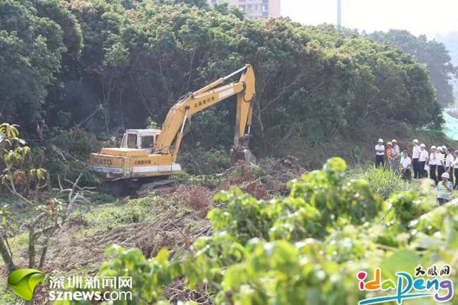 大鹏办事处依法整治睿鹏大道红线范围抢种花木现象